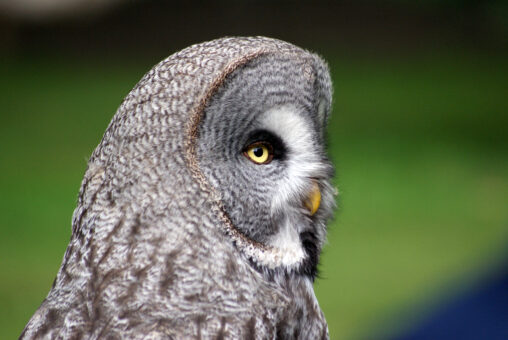Great grey owl, taken at Bridlington Animal Park