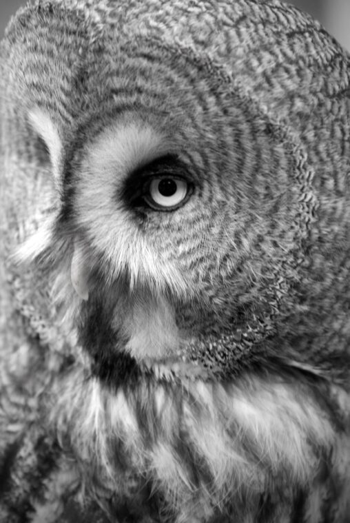 A Great Grey Owl in Black and White