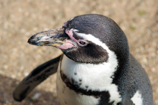 Close up of Penguin
