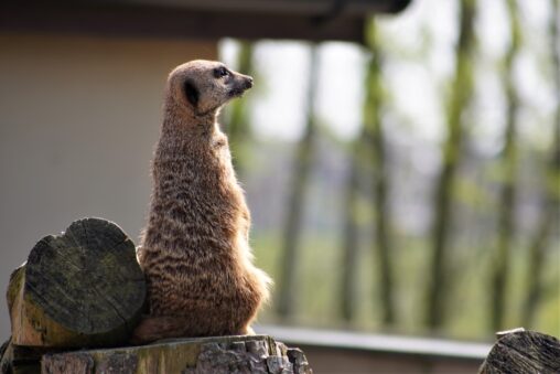 Meerkat on the lookout.