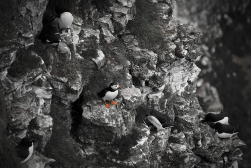 A puffin on the cliffside.