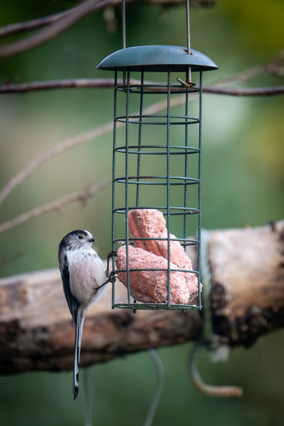 Long-tailed tit at feeder