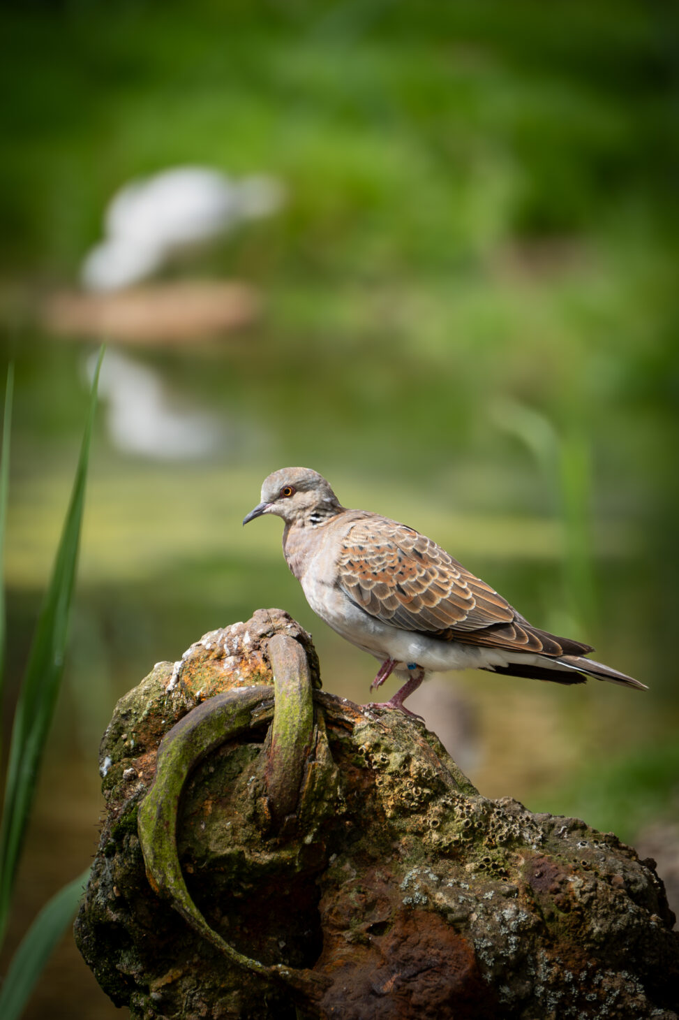 Turtle Dove