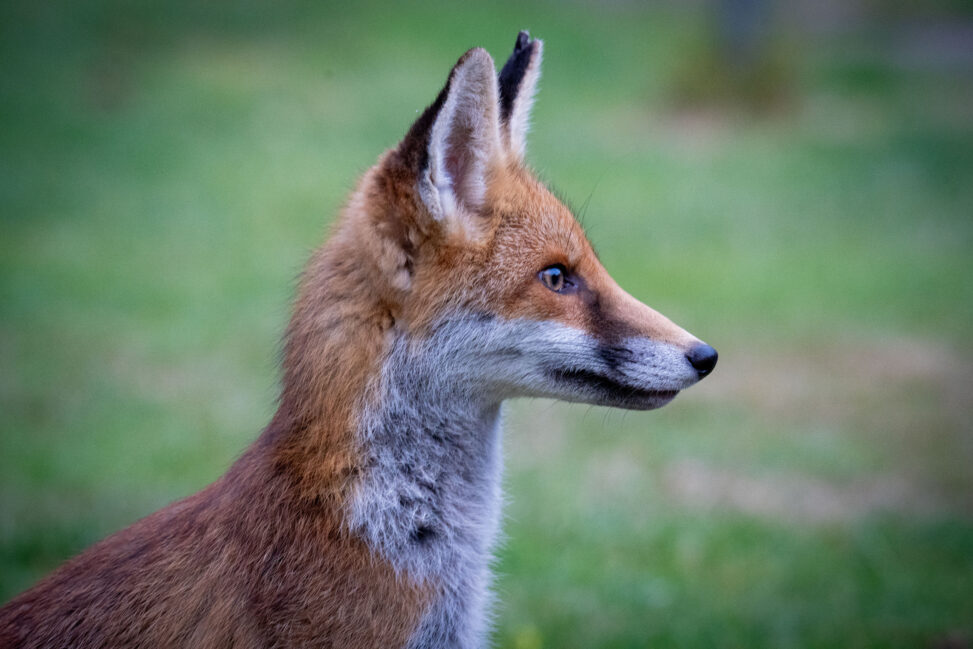 Young Fox