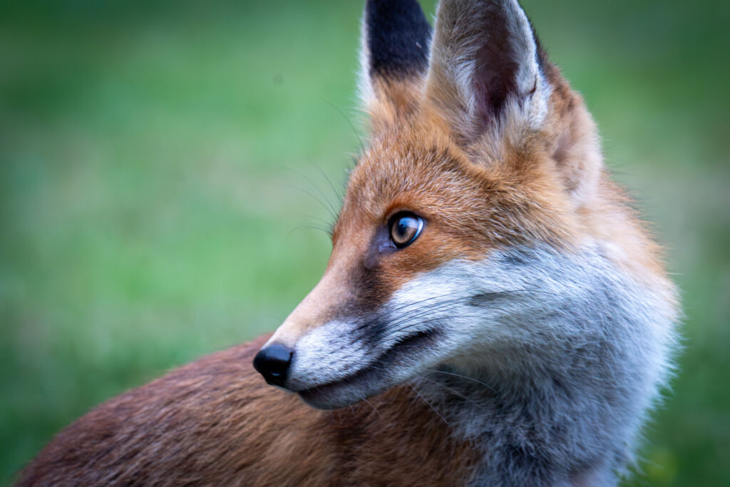 Red Fox Looking Back