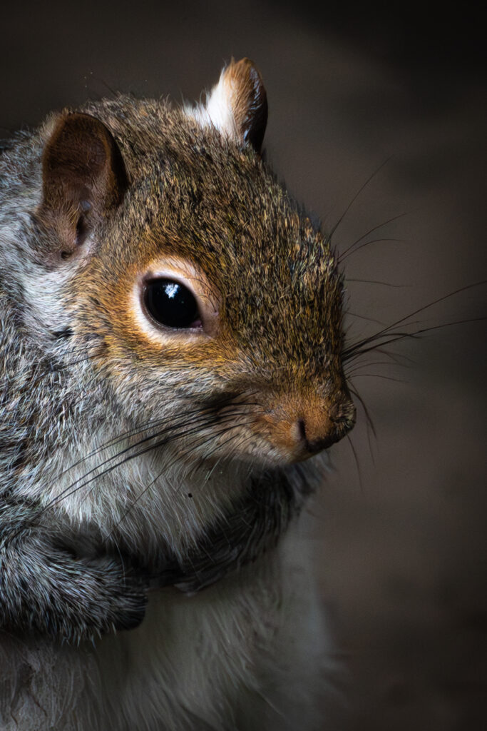Squirrel closer up. 