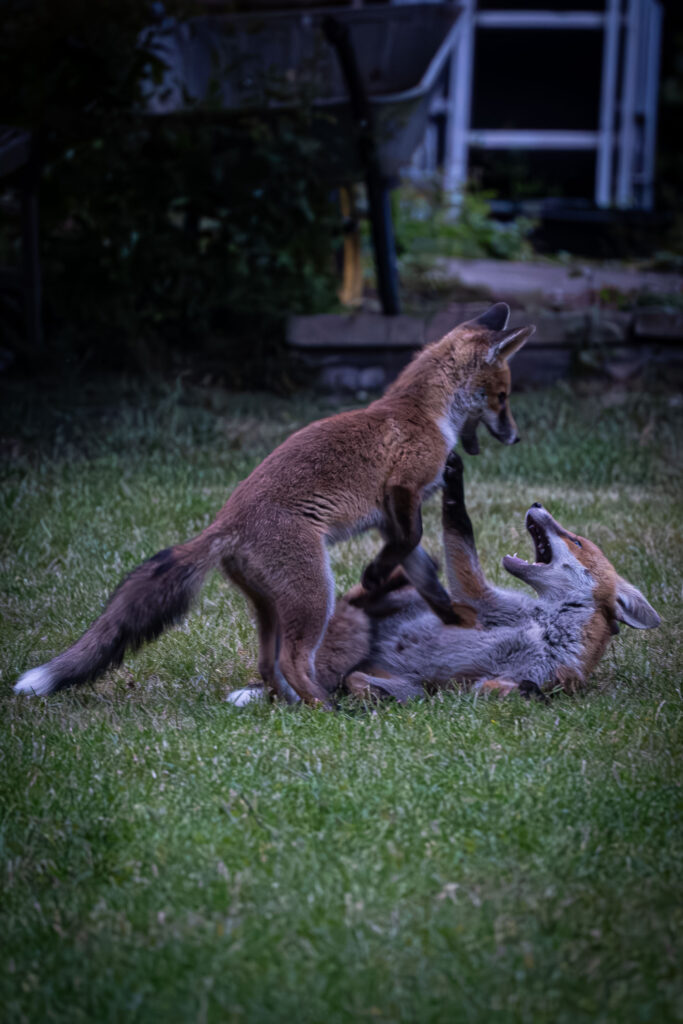 Fox clubs at play. 